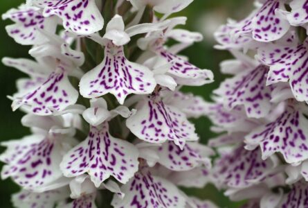 Hans Dekker: Orchideeën