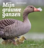 Mijn grauwe ganzen